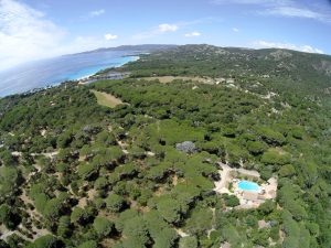 The hotel in the middle of the umbrella pine forest